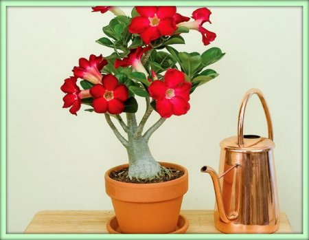 Адениум (Adenium)