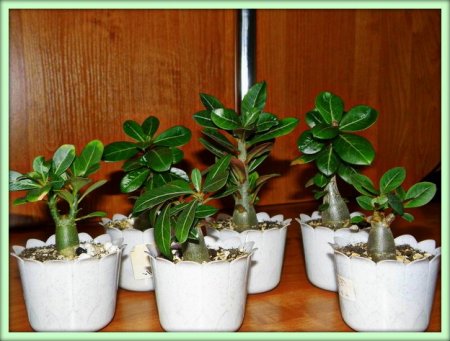 Адениум (Adenium)