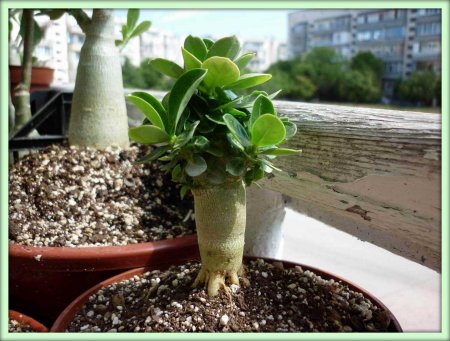 Адениум (Adenium)