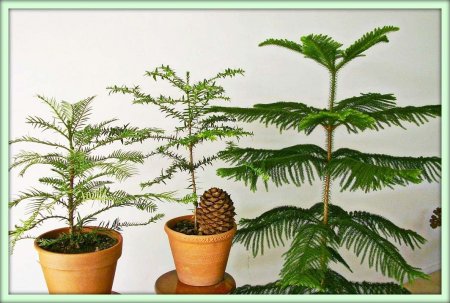 Араукария (Araucaria)