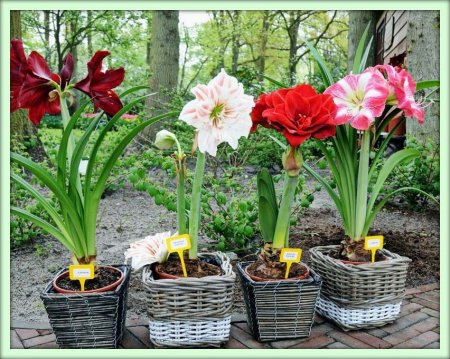 Амариллис (Amaryllis)