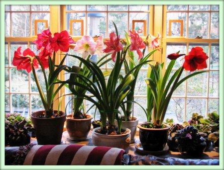 Амариллис (Amaryllis)