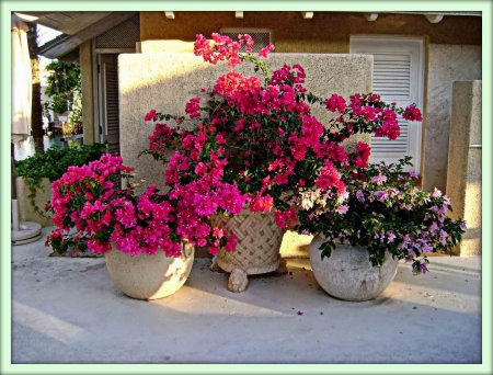 Бугенвиллия (Bougainvillea)