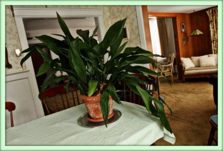 Аспидистра (Aspidistra)