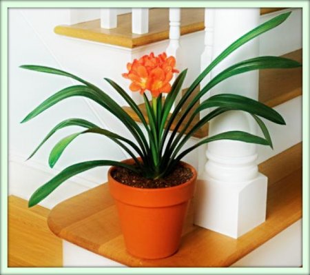 Кливия (Clivia)