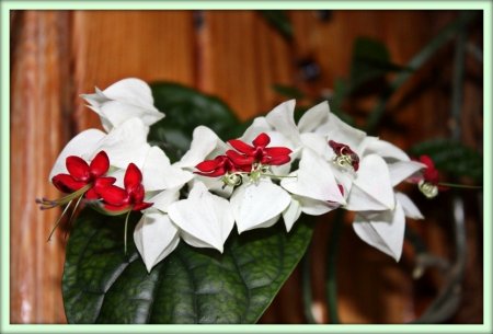 Клеродендрум (Clerodendrum)