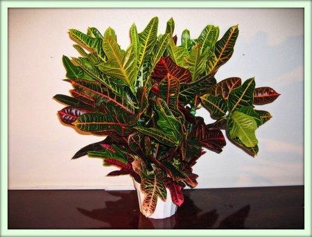 Кротон (Croton)