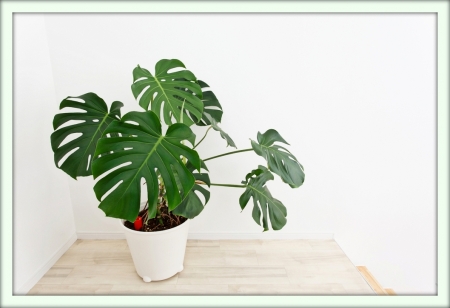 Монстера (Monstera)