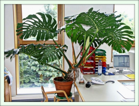 Монстера (Monstera)