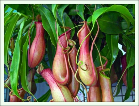 Непентес (Nepenthes)