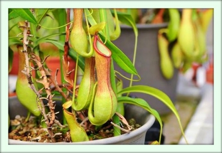 Непентес (Nepenthes)