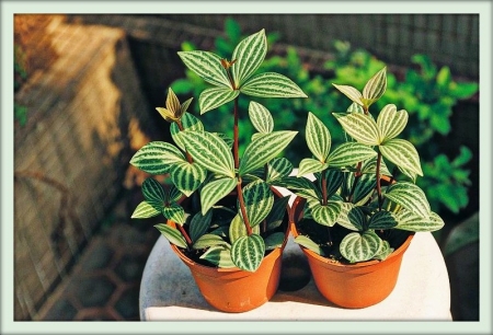 Пеперомия (Peperomia)