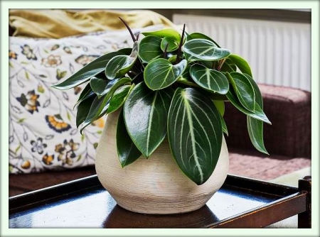 Пеперомия (Peperomia)