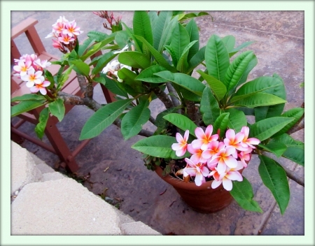 Плюмерия (Plumeria)