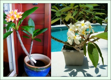 Плюмерия (Plumeria)