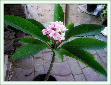 Плюмерия (Plumeria)