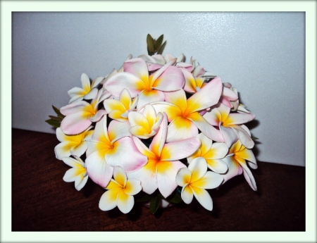 Плюмерия (Plumeria)