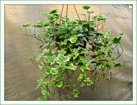 Плющ (Hedera)