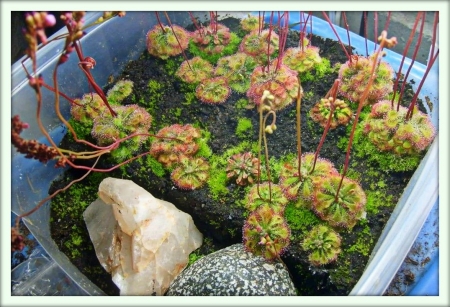 Росянка (Drosera)