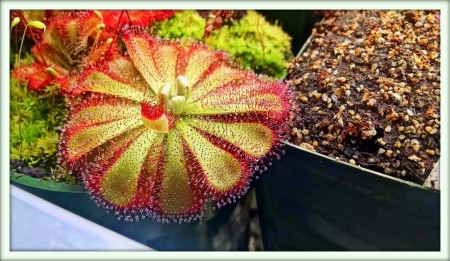 Росянка (Drosera)