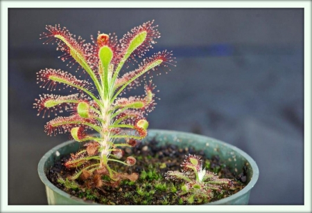 Росянка (Drosera)