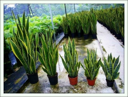 Сансевиерия (Sansevieria)