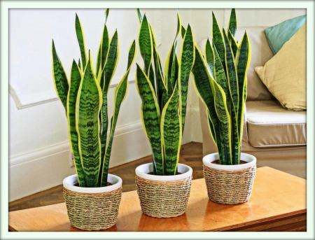 Сансевиерия (Sansevieria)