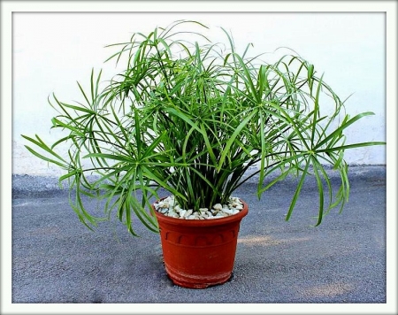 Циперус (Cyperus)