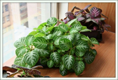 Эписция (Episcia)