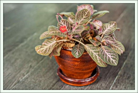 Эписция (Episcia)