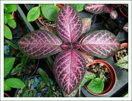 Эписция (Episcia)