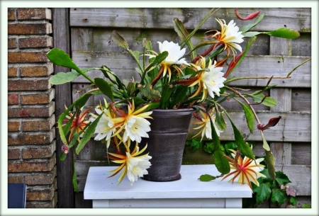 Эпифиллум (Epiphyllum)