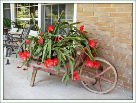 Эпифиллум (Epiphyllum)