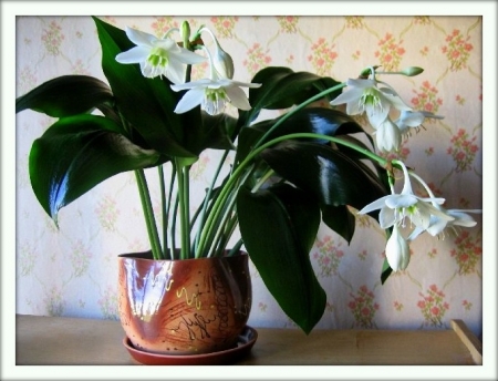 Эухарис (Eucharis)