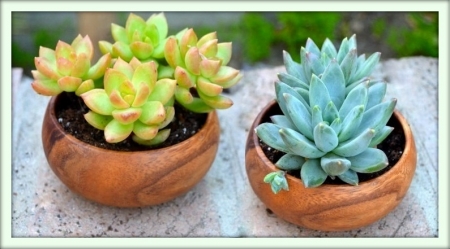 Эхеверия (Echeveria)