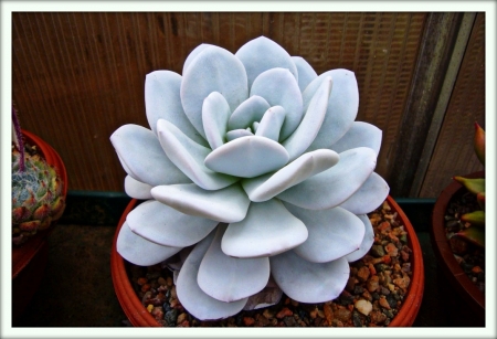 Эхеверия (Echeveria)