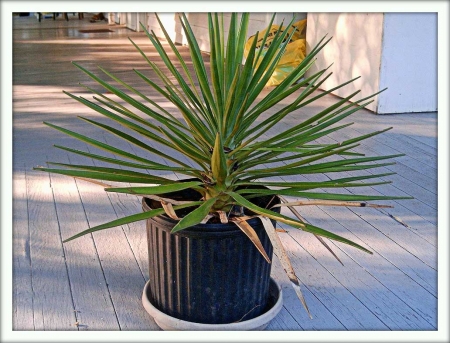 Юкка (Yucca)