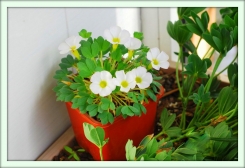 Оксалис (Oxalis)