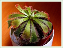 Росянка (Drosera)