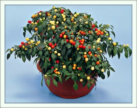 Соланум (Solanum)