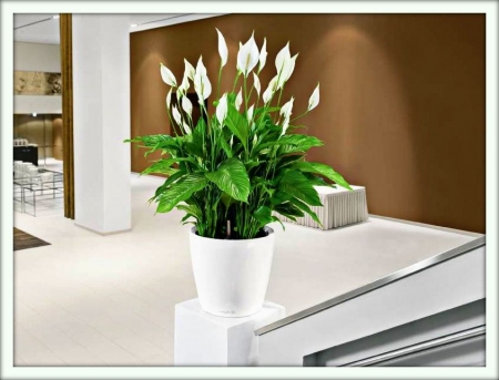 Спатифиллум (Spathiphyllum)