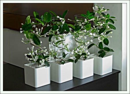 Стефанотис (Stephanotis)