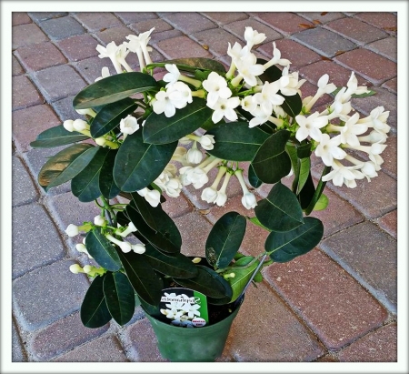 Стефанотис (Stephanotis)