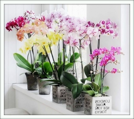 Фаленопсис (Phalaenopsis)