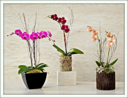 Фаленопсис (Phalaenopsis)