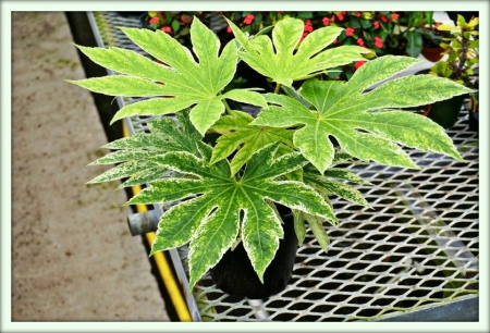 Фатсия (Fatsia)