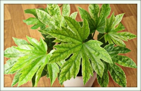 Фатсия (Fatsia)