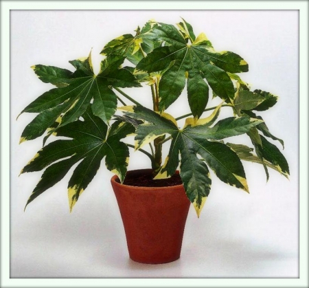 Фатсия (Fatsia)