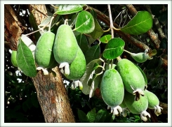 Фейхоа (Feijoa)