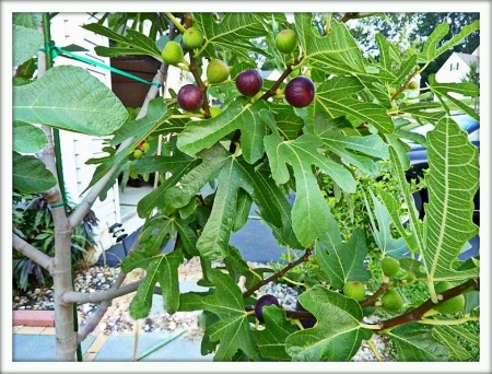 Инжир (Ficus carica)